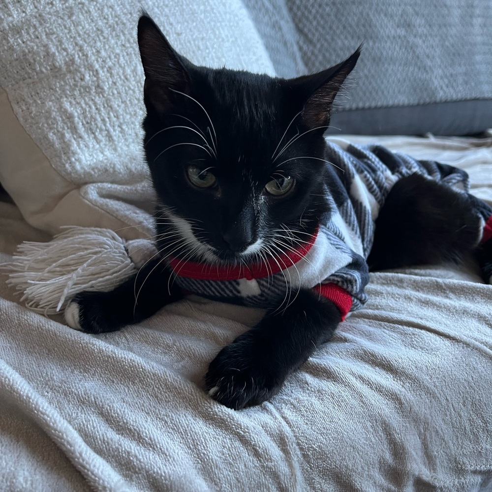 pet PJs - Picture 2 of 3